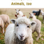 Jesus Came for the Animals spiritual booklet on compassion, reverence for life, and Jesus’ teachings